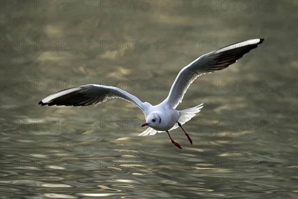 Black-headed gull