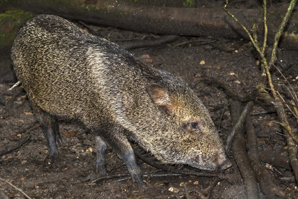 Collared peccary