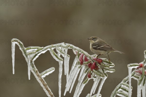 Pine Warbler