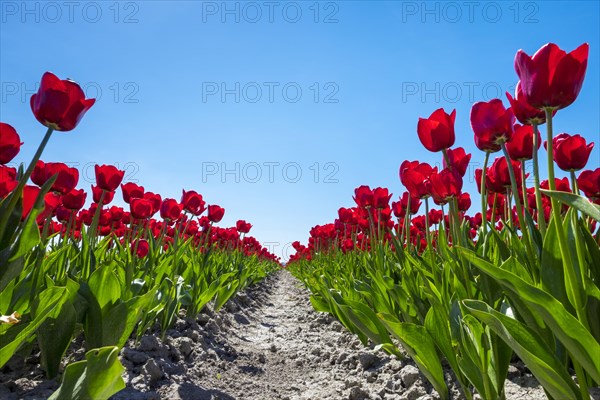 Colorful red Dutch tulips