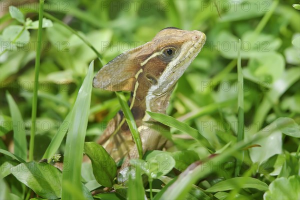 Common basilisk