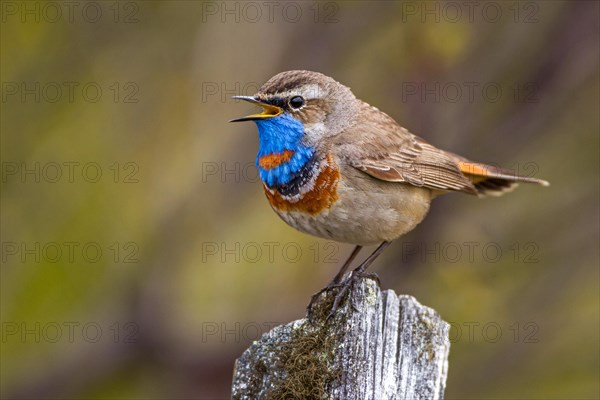 Red-spotted bluethroat