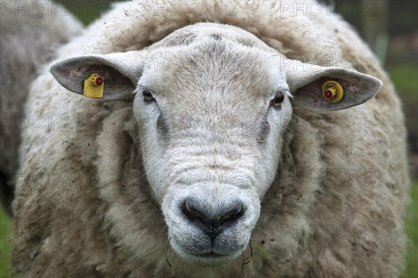 Texel sheep