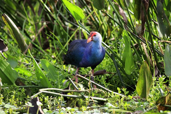 American purple gallinule