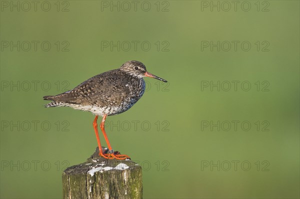 Redshank