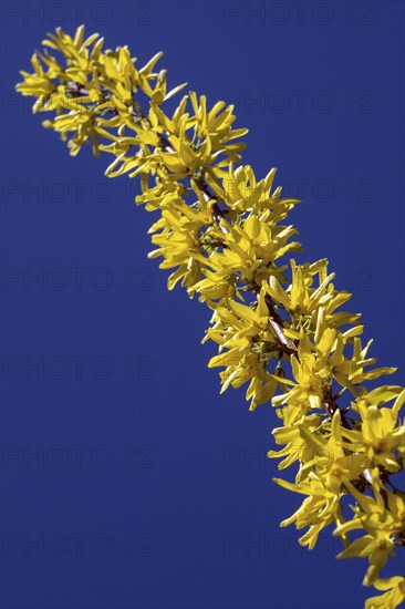 Flowering forsythia