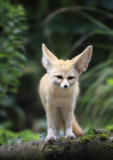 Fennec