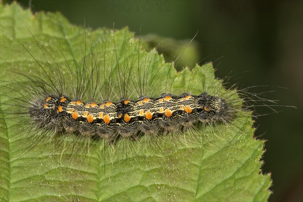 Four-spotted footman