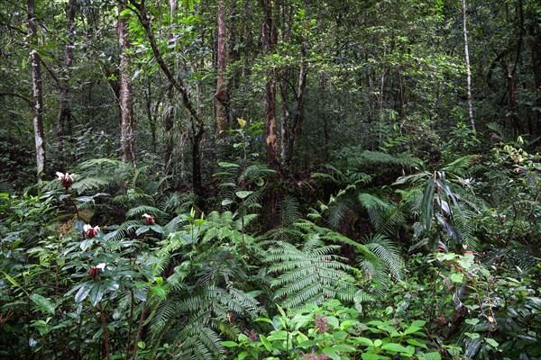 Tropical vegetation