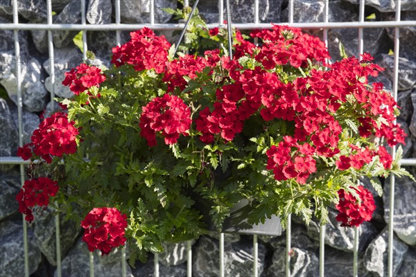 Red flowering verbena