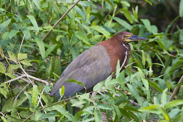 Rufescent Tiger Heron