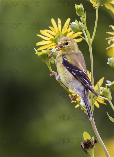 American goldfinch