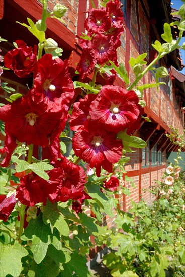 Flowering Hollyhocks
