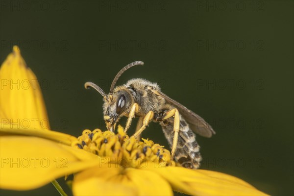 Sweat Bee