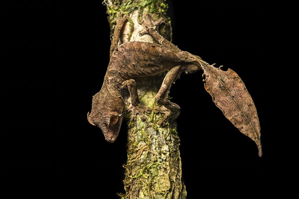 Satanic Leaf Tailed Gecko