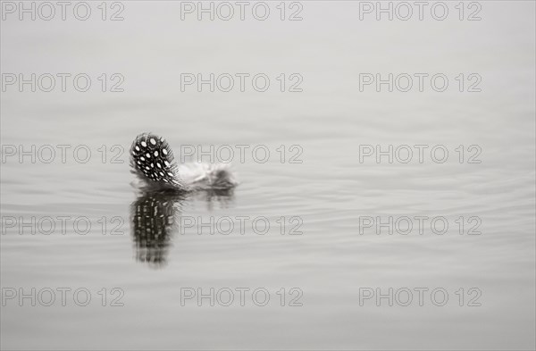 Feather of the Helmeted guineafowl