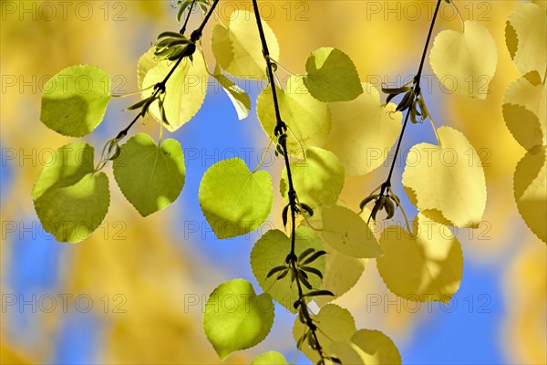 Branches with yellow autumn leaves