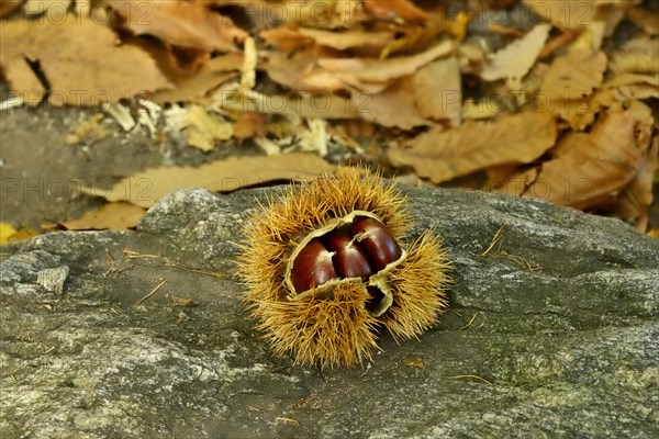 Chestnuts