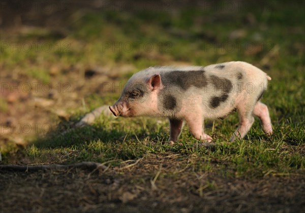 Vietnamese pot-bellied pig