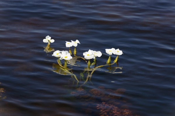 Water-plantain