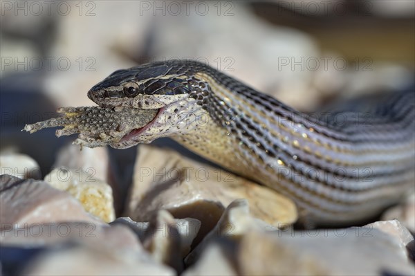 Faded Black-striped Snake