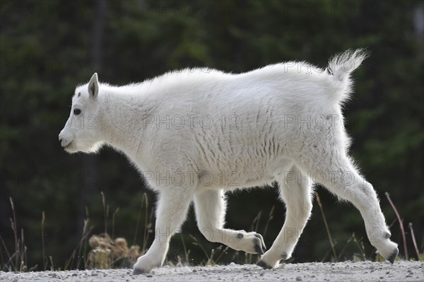 Rocky Mountain Goat