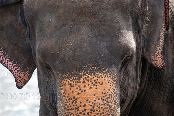 Asian elephant