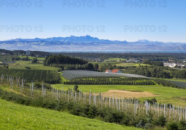 Orchards and hop gardens