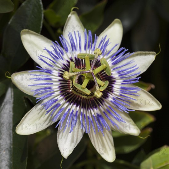 Passion flower