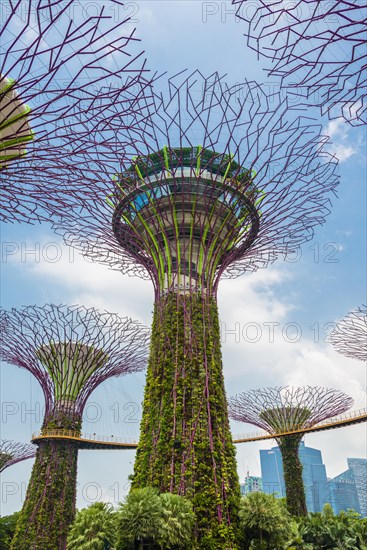 Supertrees