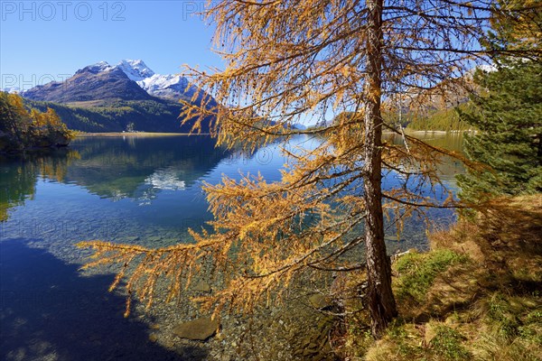 Larch forest