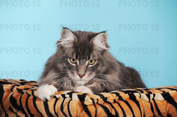 Maine Coon