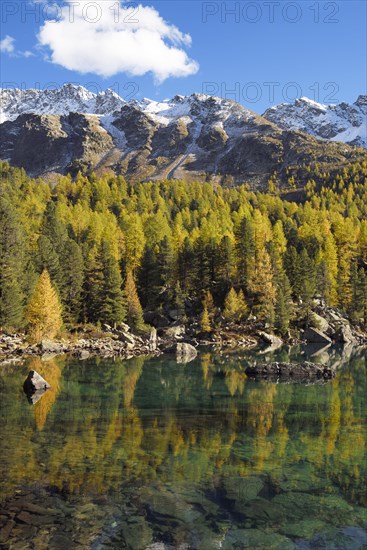 Larch Forest on Lake Lago di Saoseo