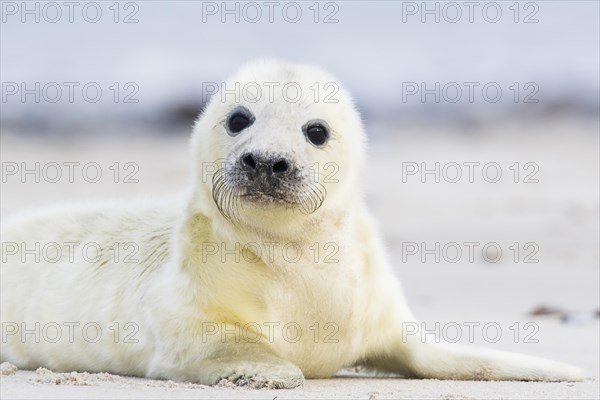 Newborn gray seal