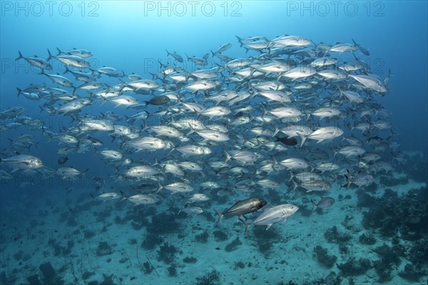 Shoal of bigeye trevally