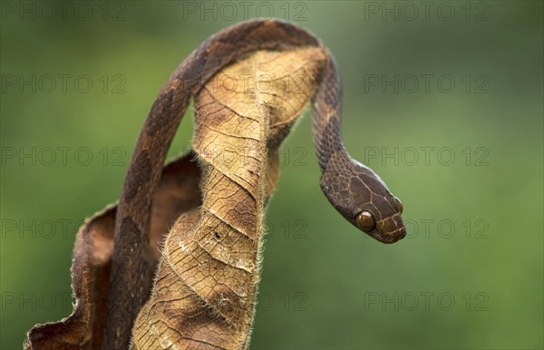 Blunthead tree snake