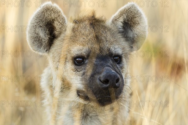 Spotted Hyena