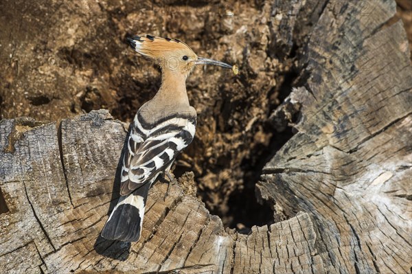 Hoopoe