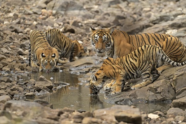 Bengal tigers