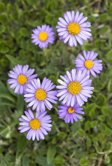 Flowering Alpine asters