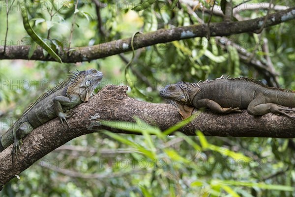 Green iguanas