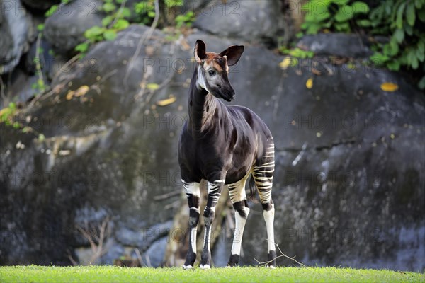 Okapi