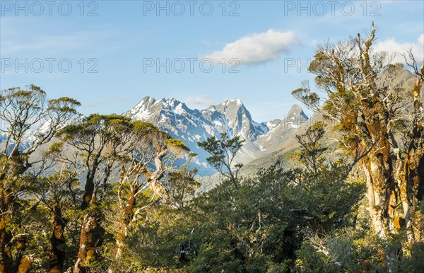 Tropical trees in front of snowy Ailsa Mountains