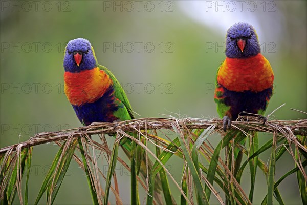 Rainbow Lorikeet