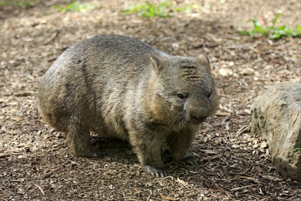 Common wombat