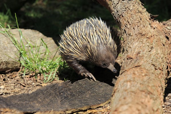 Short-beaked echidna