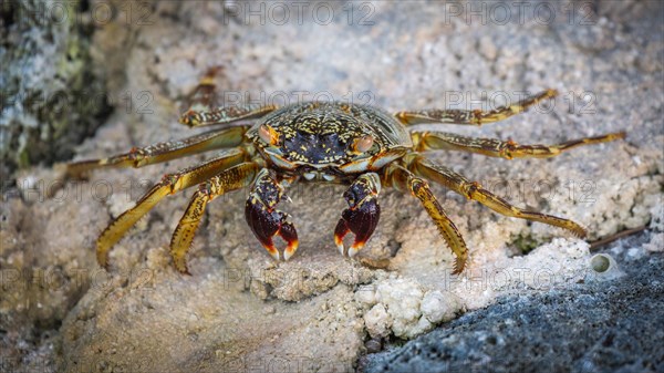 Shore crab