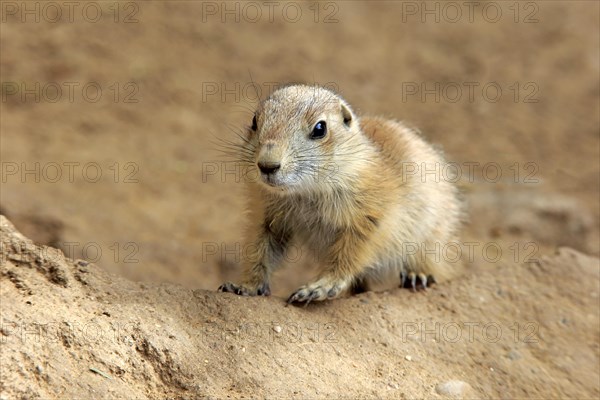 Black-tailed Prairie dog