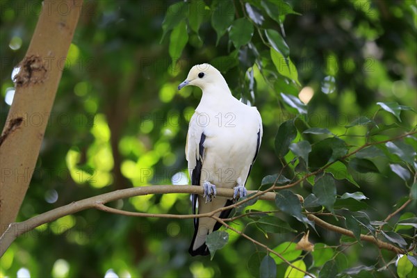 Pied Imperial Pigeon