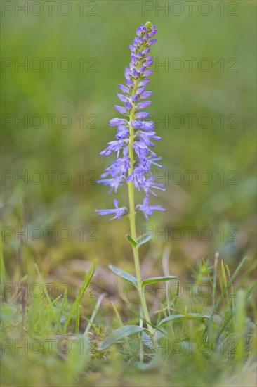 Spiked speedwell